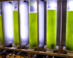 Un bio-carburant à partir de micro-algues issues de station d'épuration